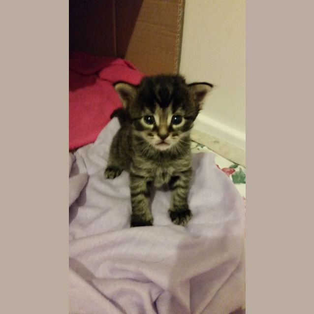 Photo of Princess Bubblegum