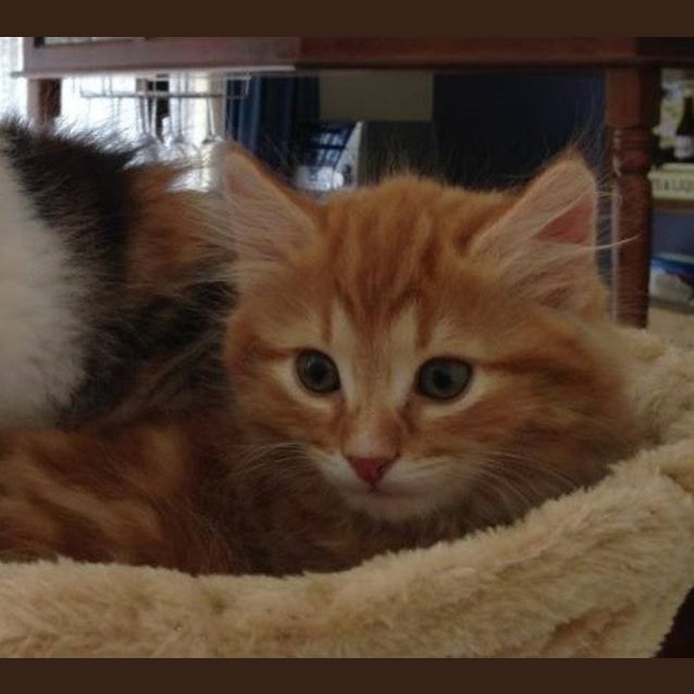 Photo of Gin Gin ** Adoption Day**