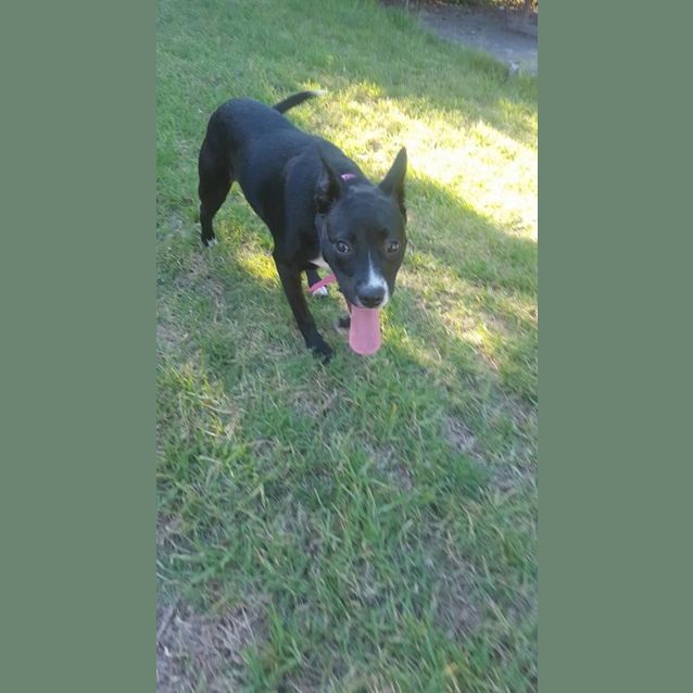 Photo of Harlow 