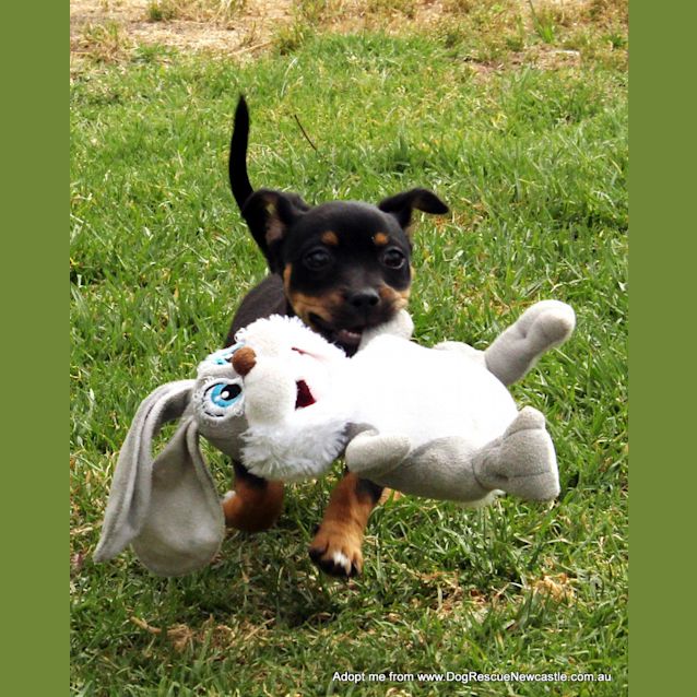 Photo of Olivia (On Trial 3/12/14) ~ Dachshund X Chi Puppy