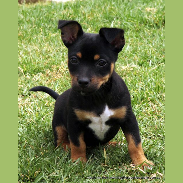 Photo of Olivia (On Trial 3/12/14) ~ Dachshund X Chi Puppy