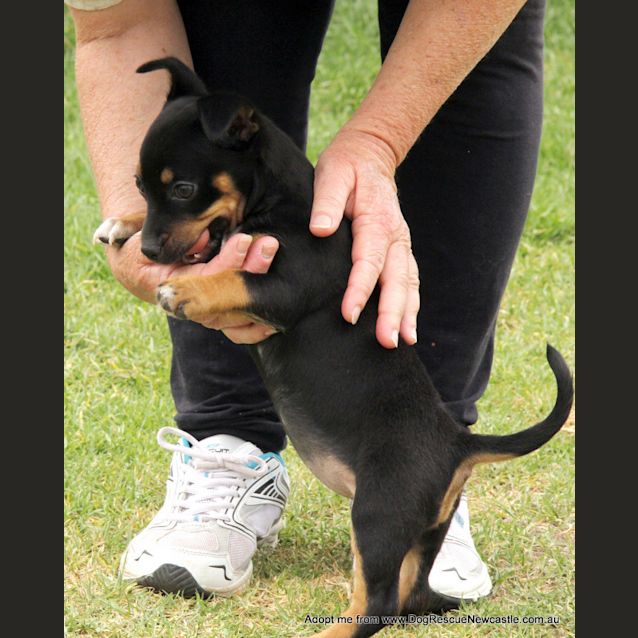 Photo of Olivia (On Trial 3/12/14) ~ Dachshund X Chi Puppy