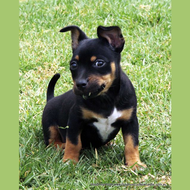 Photo of Olivia (On Trial 3/12/14) ~ Dachshund X Chi Puppy