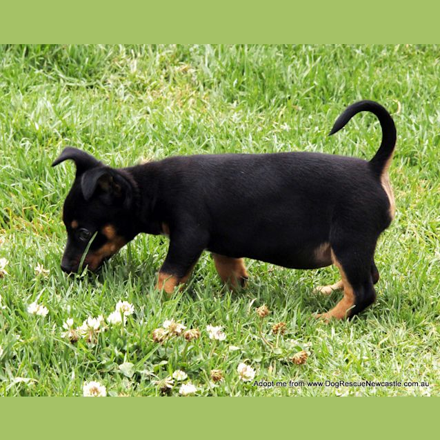 Photo of Olivia (On Trial 3/12/14) ~ Dachshund X Chi Puppy