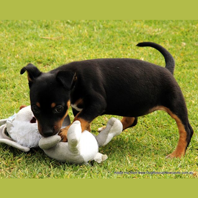 Photo of Olivia (On Trial 3/12/14) ~ Dachshund X Chi Puppy