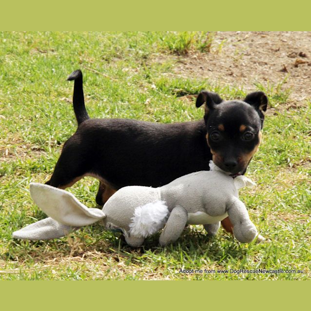 Photo of Olivia (On Trial 3/12/14) ~ Dachshund X Chi Puppy