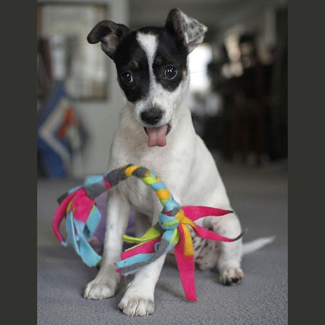 Photo of Blossom (On Trial 23/11/14)~ Mini Foxy X Chi