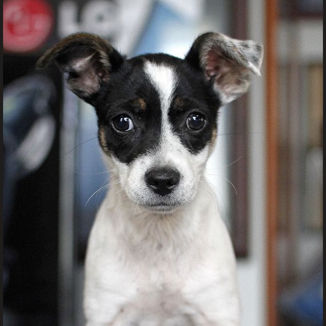 Photo of Blossom (On Trial 23/11/14)~ Mini Foxy X Chi