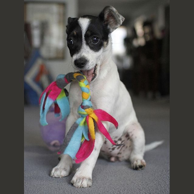 Photo of Blossom (On Trial 23/11/14)~ Mini Foxy X Chi