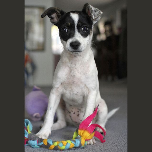 Photo of Blossom (On Trial 23/11/14)~ Mini Foxy X Chi