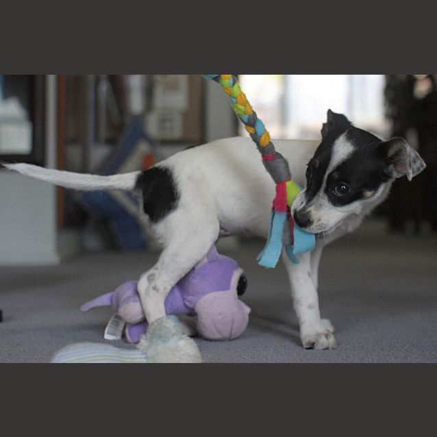 Photo of Blossom (On Trial 23/11/14)~ Mini Foxy X Chi