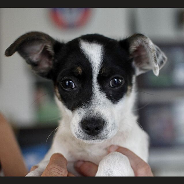 Photo of Blossom (On Trial 23/11/14)~ Mini Foxy X Chi