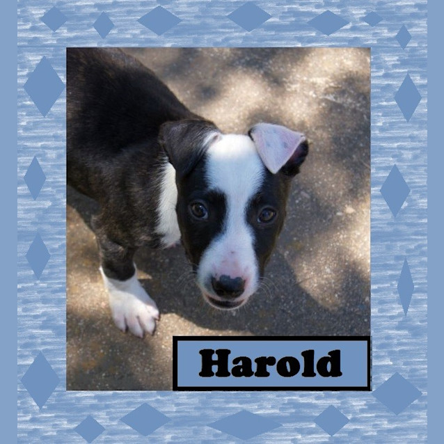 Photo of Harold
