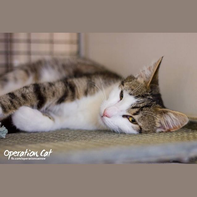 Photo of "Oliver"   Purrfect Match