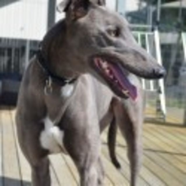 Photo of Geoffrey (On Trial)