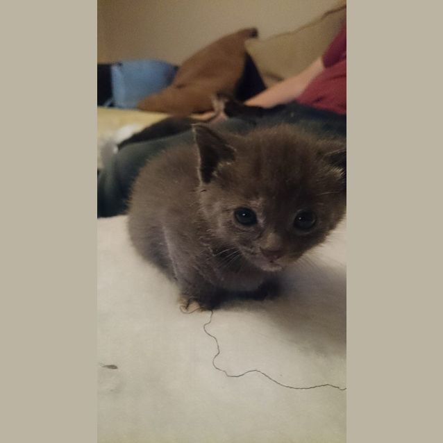 Photo of 7 Kittens   Expression Of Interest.