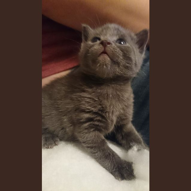 Photo of 7 Kittens   Expression Of Interest.