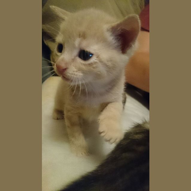 Photo of 7 Kittens   Expression Of Interest.