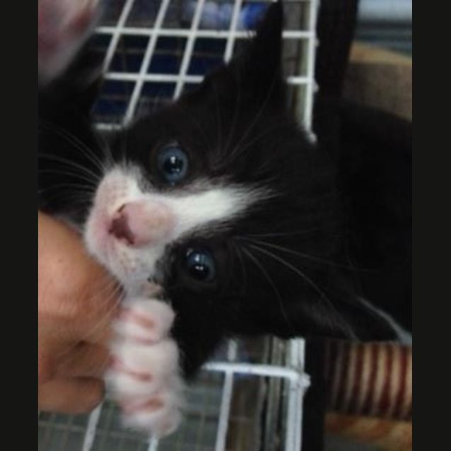 Photo of Willis
