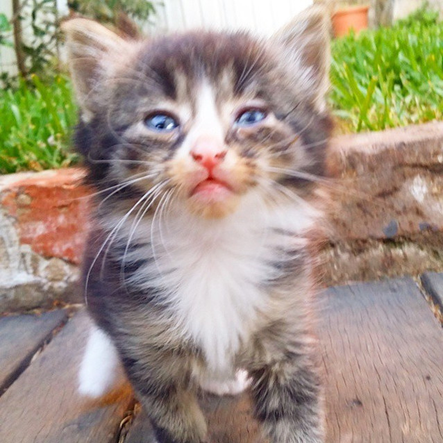 Photo of Salem