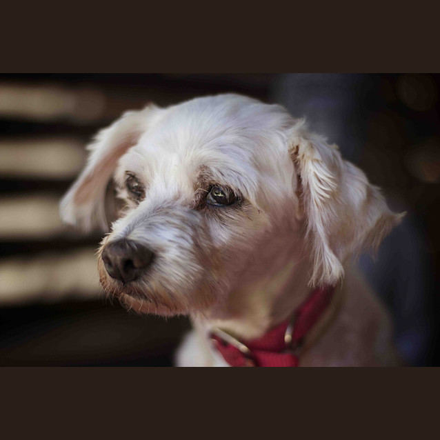 Photo of Polly (On Hold Adoption 2/12/14) ~ Special Maltese