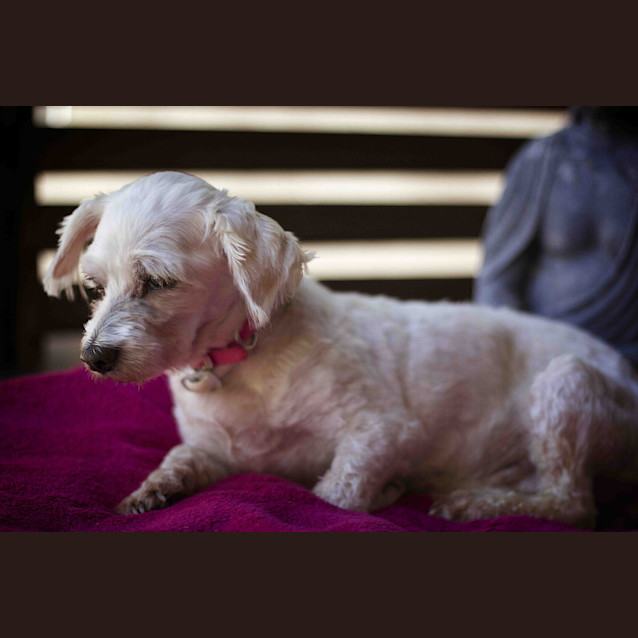 Photo of Polly (On Hold Adoption 2/12/14) ~ Special Maltese