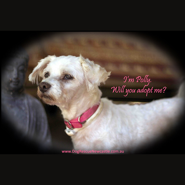 Photo of Polly (On Hold Adoption 2/12/14) ~ Special Maltese