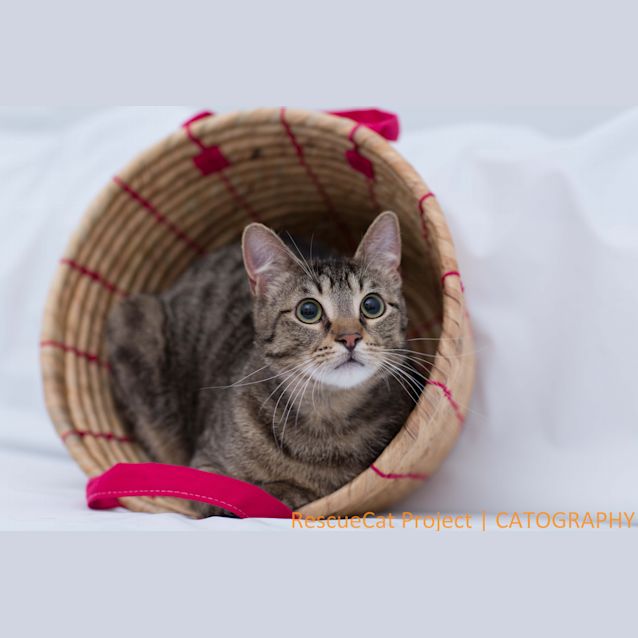 Photo of "Cooper"   Purrfect Match