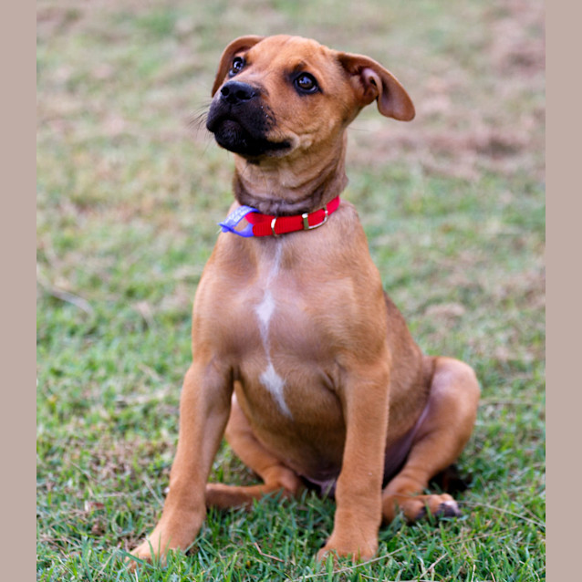 Photo of Ripley ~ Rehomed 23/11/2014