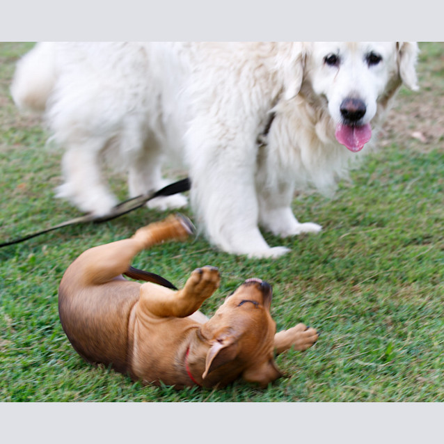 Photo of Ripley ~ Rehomed 23/11/2014