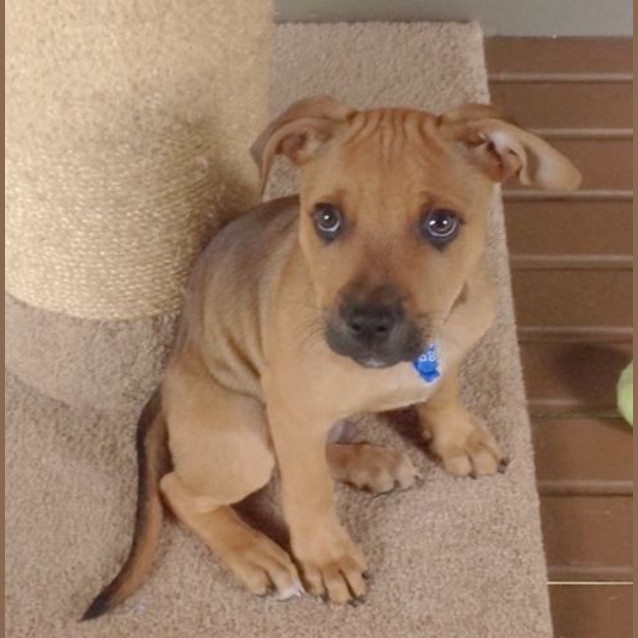 Photo of Ripley ~ Rehomed 23/11/2014