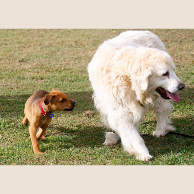 Photo of Ripley ~ Rehomed 23/11/2014