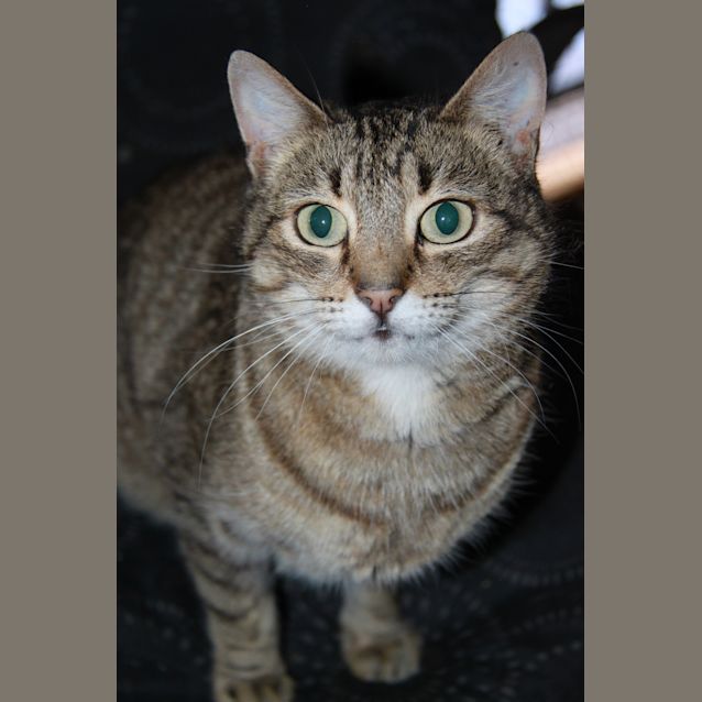 Photo of Peggy Sue (The Pet House (Erina Fair)