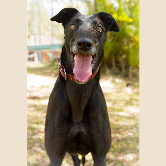 Photo of Max(imus) Fantasticus.  Brisbane