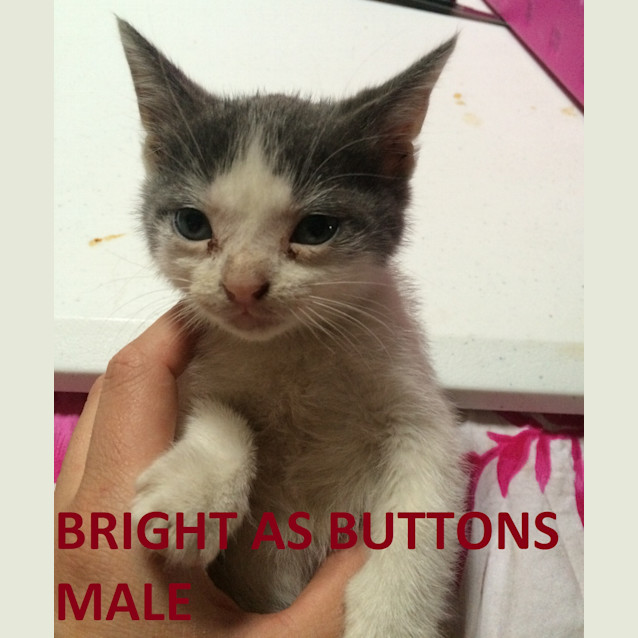 Photo of Rosebush Kittens