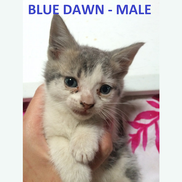 Photo of Rosebush Kittens