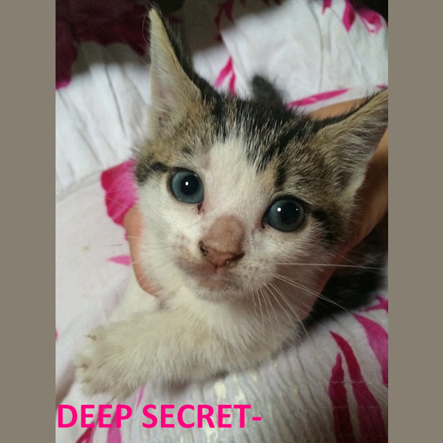 Photo of Rosebush Kittens