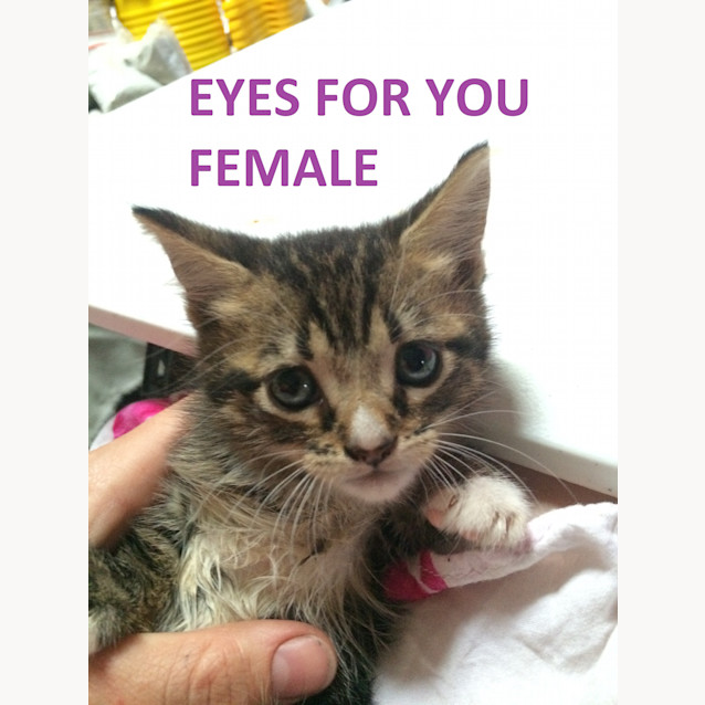 Photo of Rosebush Kittens