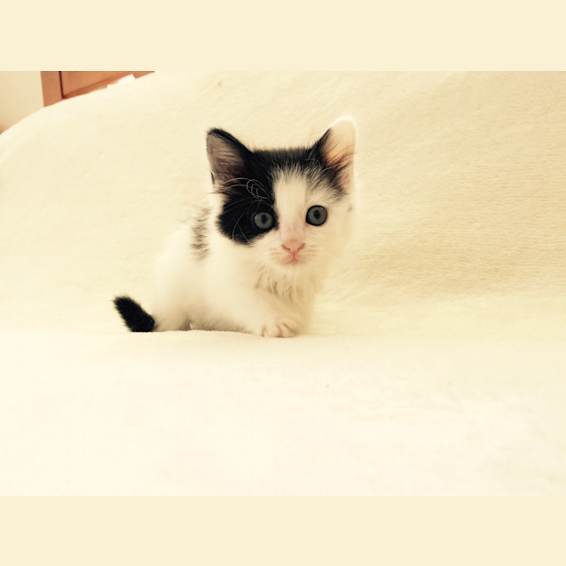 Photo of Layla
