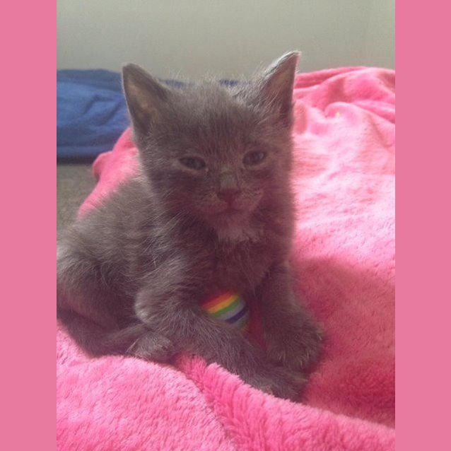 Photo of Jingles 