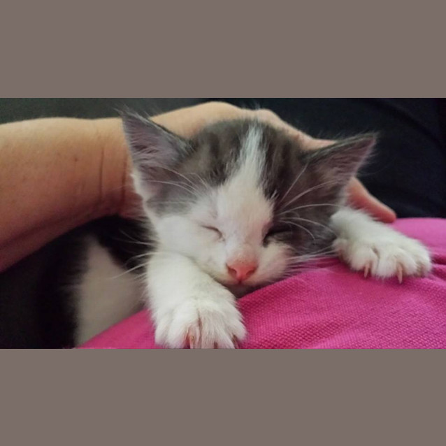 Photo of Cuddles 