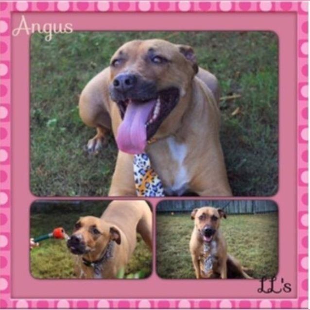 Photo of Angus