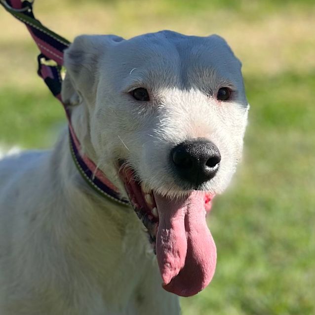 Photo of Anna   Assisted Rehome 🌼