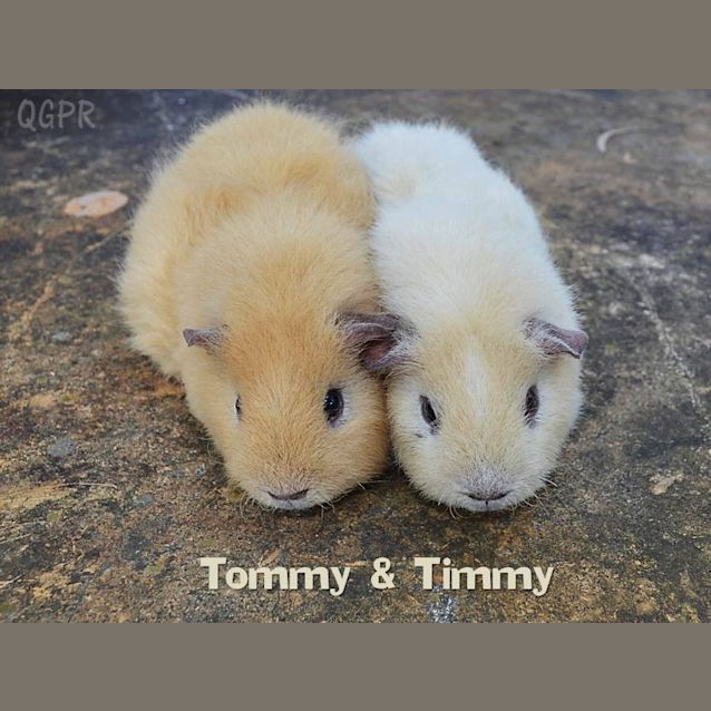 Photo of Timmy And Tommy