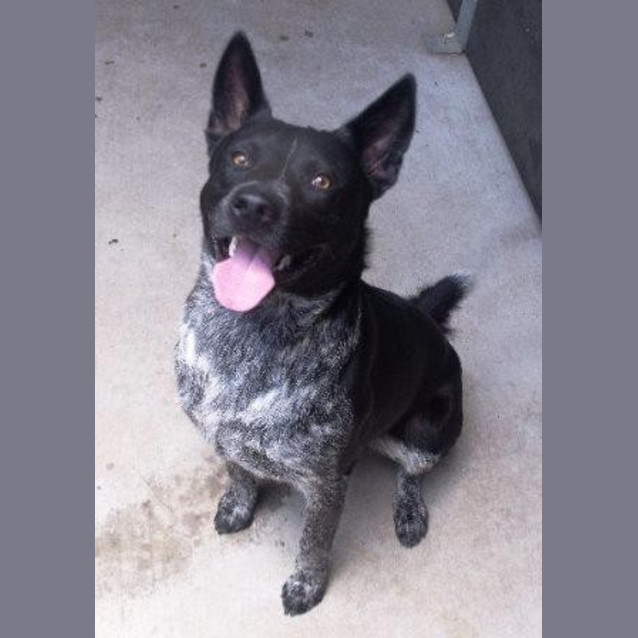 Photo of Blue Dog