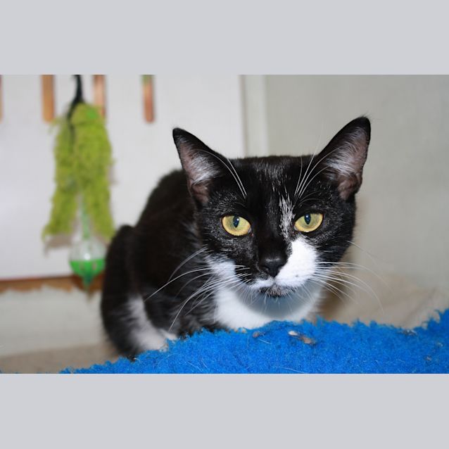 Photo of Kitty Katherine