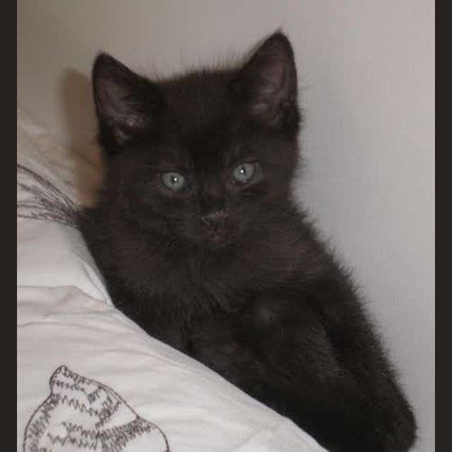 Photo of Andy     Kitten Kapers Rescue