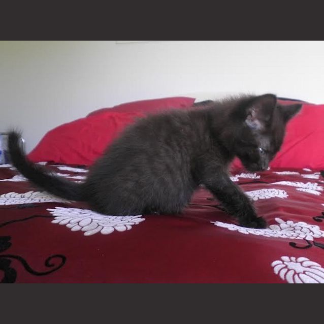Photo of Andy     Kitten Kapers Rescue