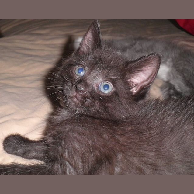 Photo of Andy     Kitten Kapers Rescue