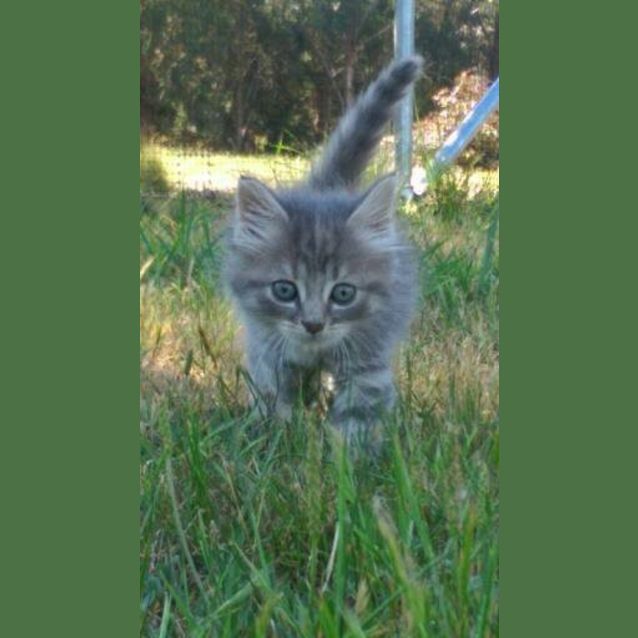 Photo of Luna